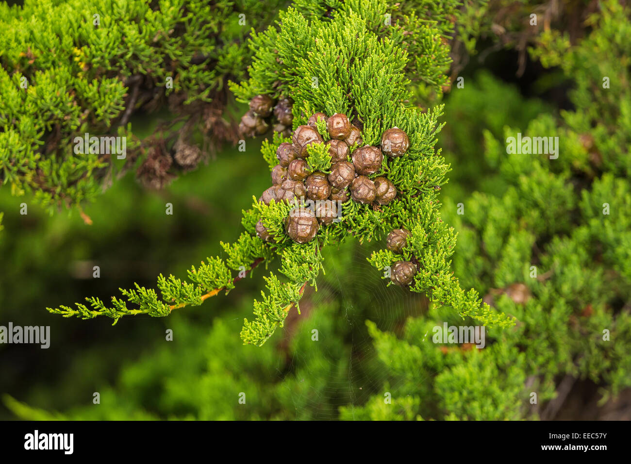 Kegel und Nadeln der Monterey-Zypresse, Hesperocyparis Macrocarpa, aka Cupressus Macrocarpa, entlang der nördlichen Küste Kaliforniens Stockfoto