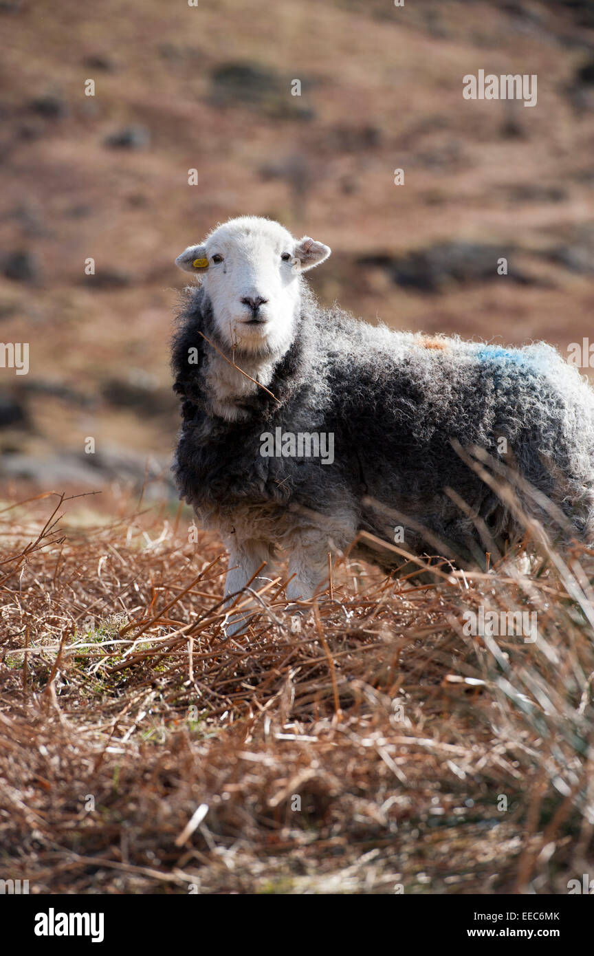 Herdwick Schafe weiden auf Toten Bracken im englischen Lake District. Stockfoto