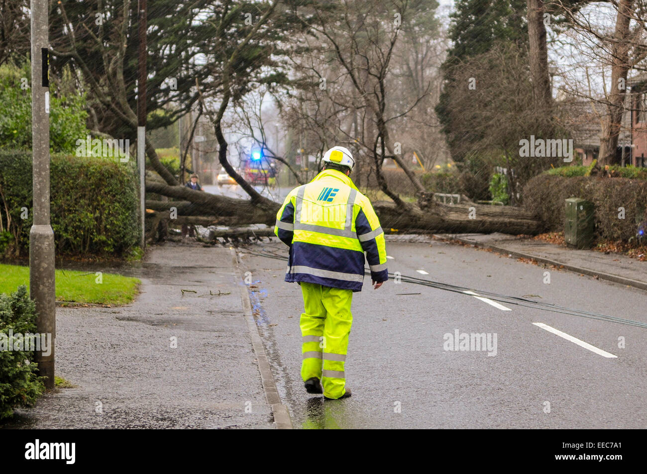 Antrim, Nordirland, Großbritannien. 15 Jan 2015 - Stürme verursachten Schäden und Störungen in ganz Großbritannien. In Carrickfergus, ein Baum war unten ausgeblasen, die Stromleitungen und Straßenbeleuchtung. Stockfoto