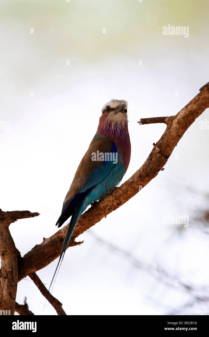 Lilac breasted Roller in einem Baum Stockfoto