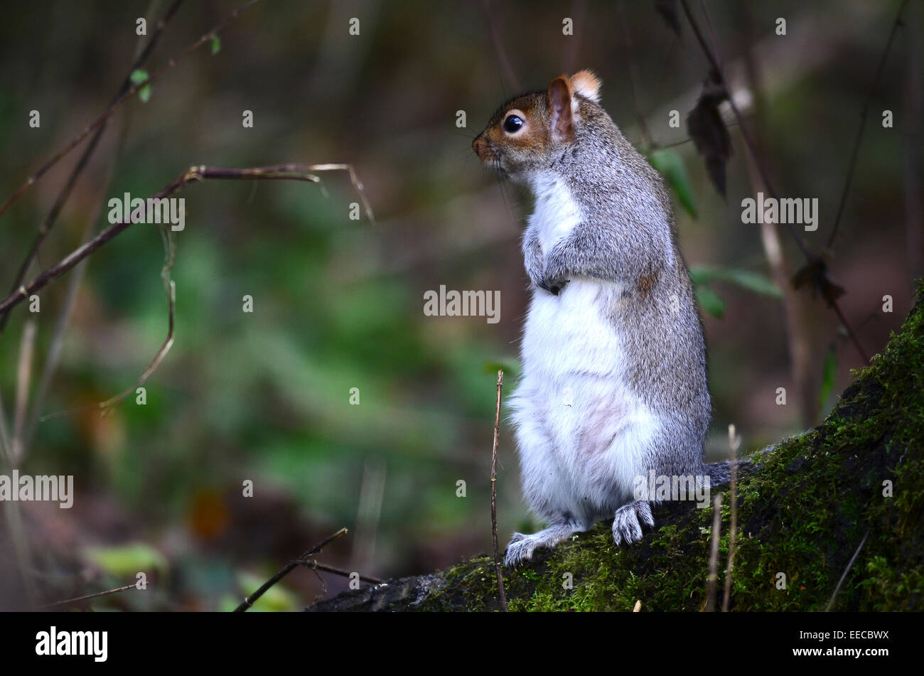 Eine graue Eichhörnchen drehen Runde auf seine Hinterbeine UK Stockfoto
