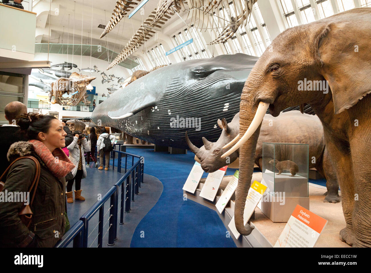 Menschen mit Blick auf die Tiere in der großen Säugetier Hall, Natural History Museum, London, Großbritannien Stockfoto