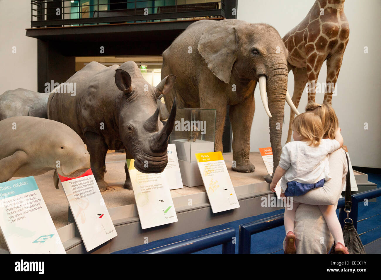 Mutter und Kind ein Blick auf die Tiere in der großen Säugetier Hall, Natural History Museum, London, Großbritannien Stockfoto