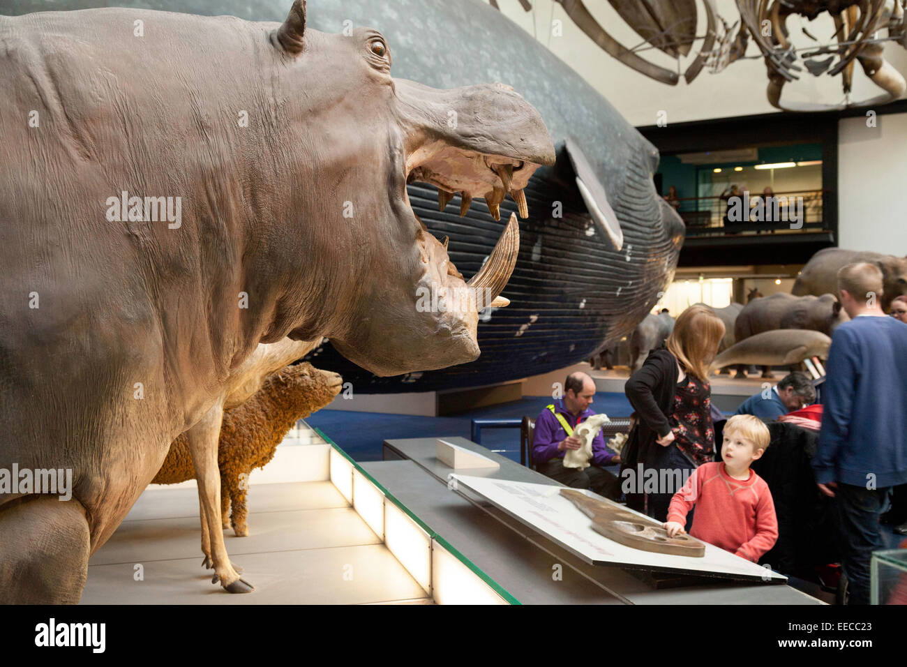 Kinder betrachten die Tiere in der großen Säugetiere Hall, Natural History Museum, London UK Stockfoto