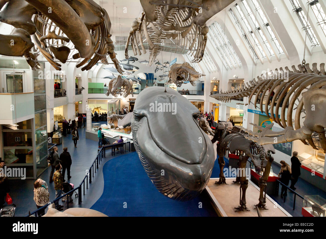 Der Wal Hall und großen Säugetieren Saal, Natural History Museum, London UK Stockfoto