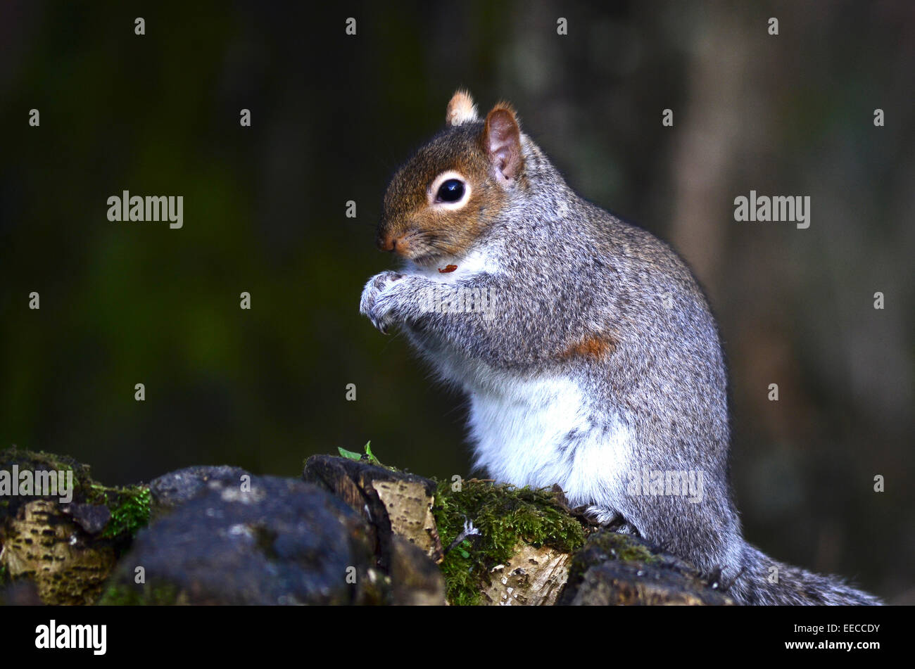 Ein Grauhörnchen sitzen auf einem Baumstamm eine Nuss UK Essen Stockfoto