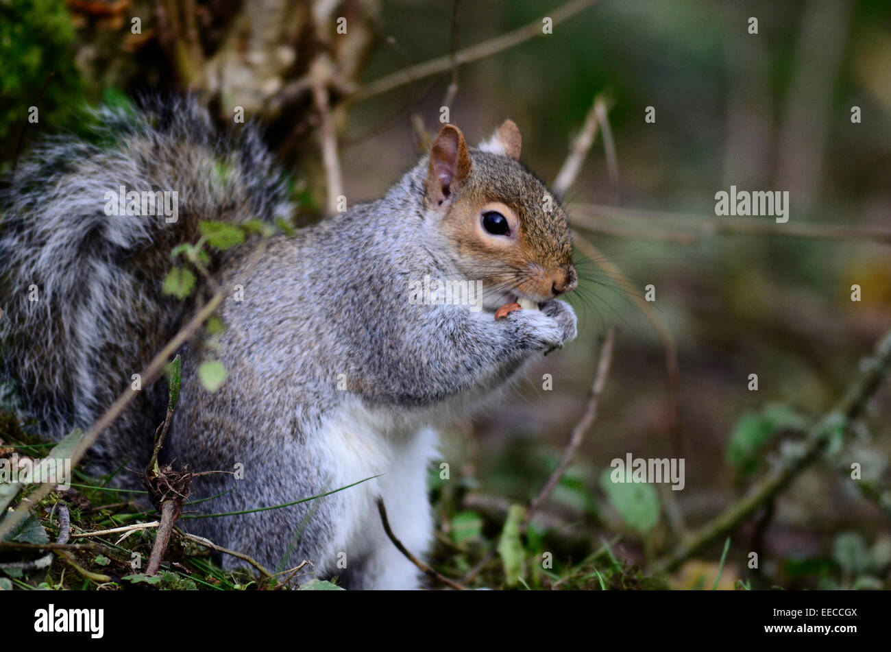 Ein grauen Eichhörnchen Essen eine Nuss im Unterholz UK Stockfoto