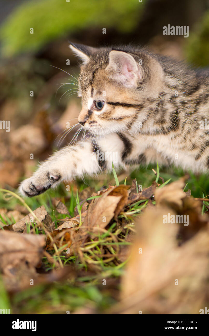 Tabby Kätzchen spielen im Freien im Wald, UK Stockfoto