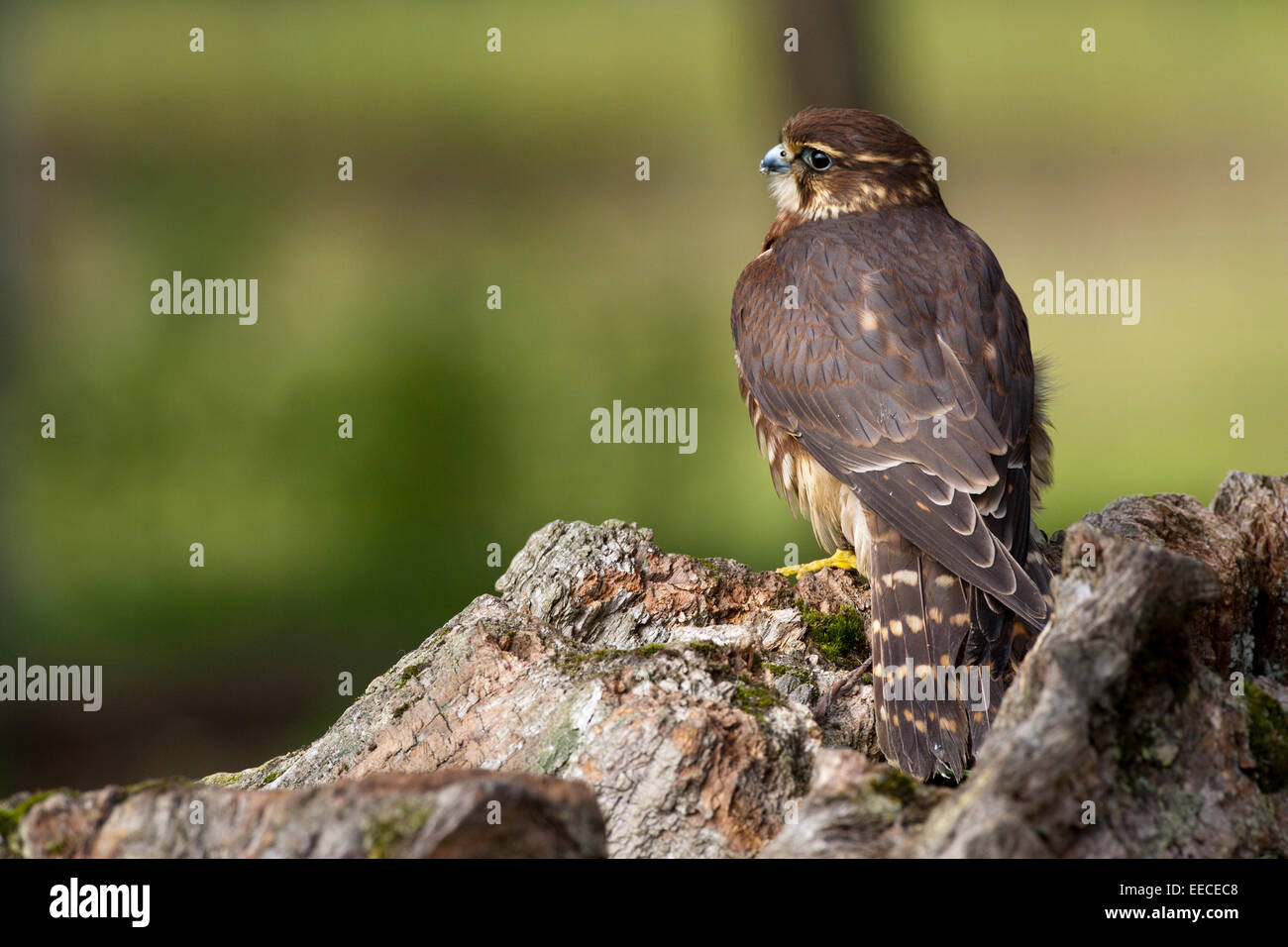 Merlin Stockfoto