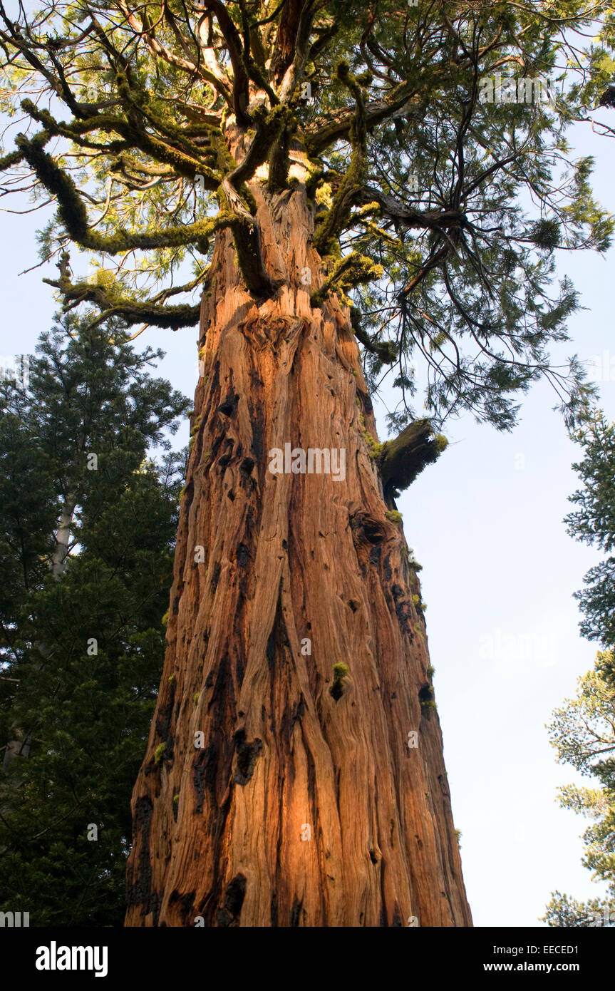 Sequoiadendron Giganteum (Riesenmammutbaum, riesigen Redwood, Sierra Redwood, Sierran Redwood oder Wellingtonia) Stockfoto