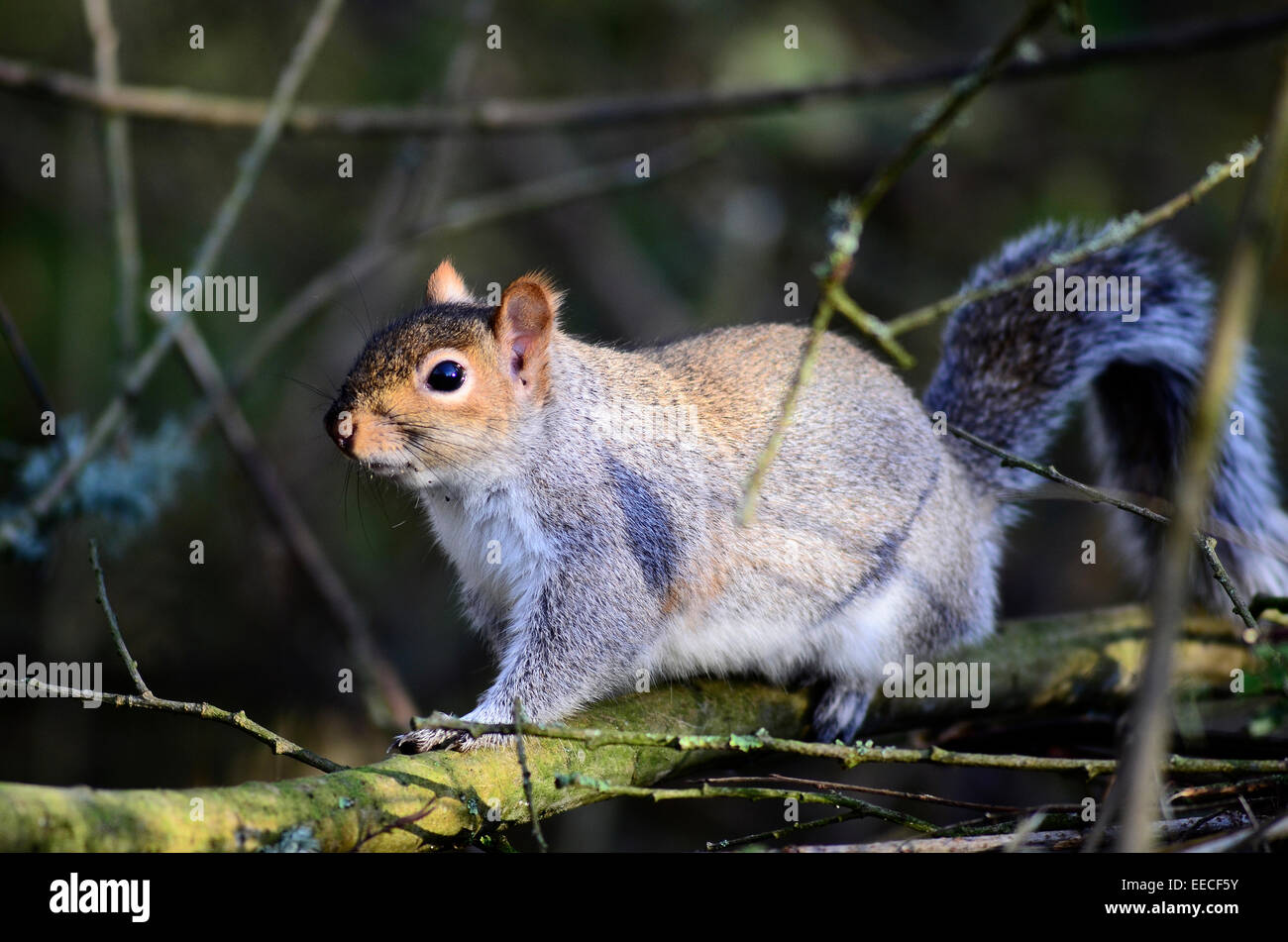 Ein Grauhörnchen in einem Waldgebiet UK Stockfoto