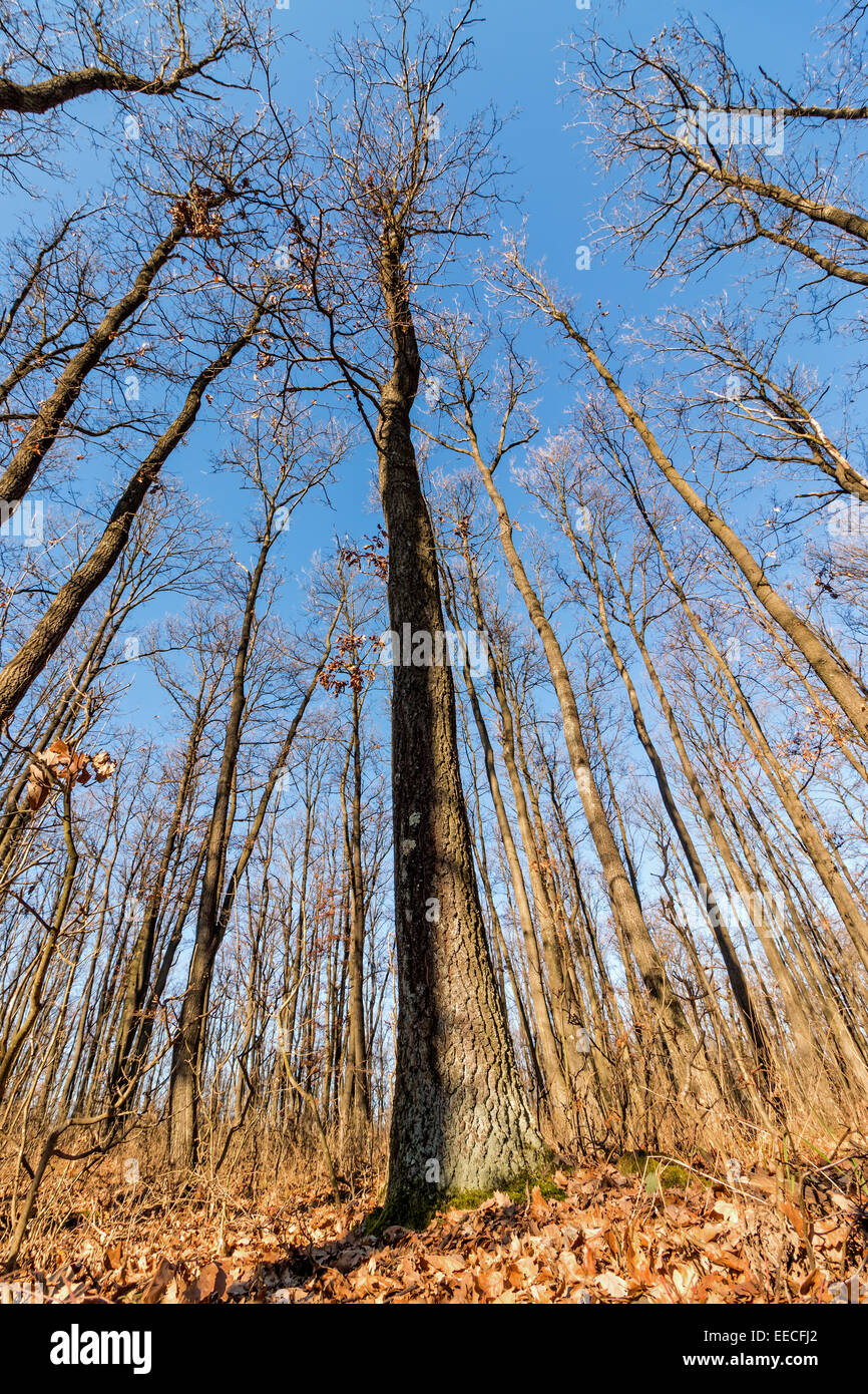 Eichenwald an der autumntime Stockfoto