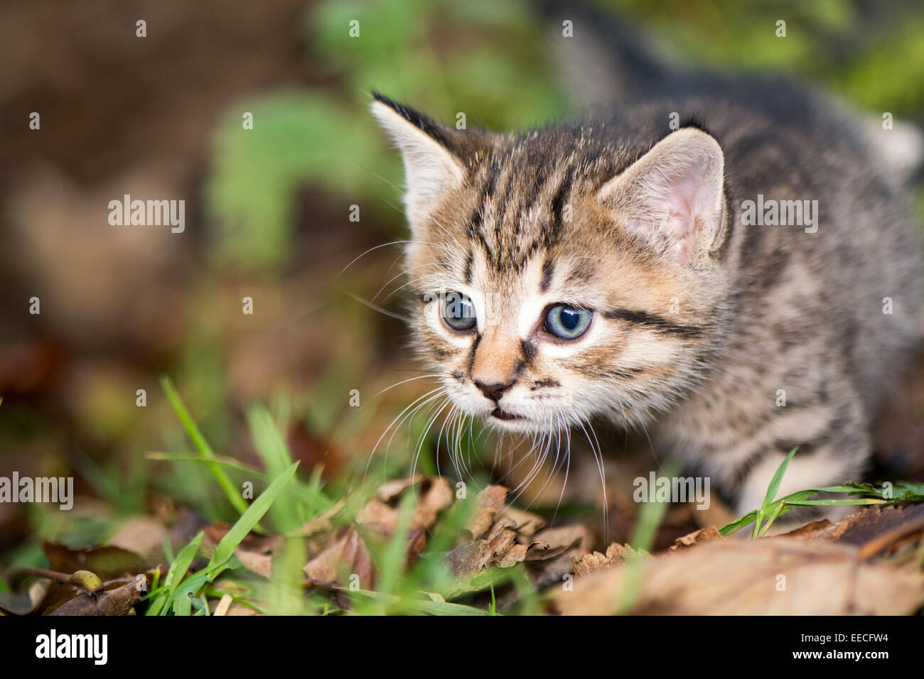 Tabby Kätzchen spielen im Freien im Wald, UK Stockfoto