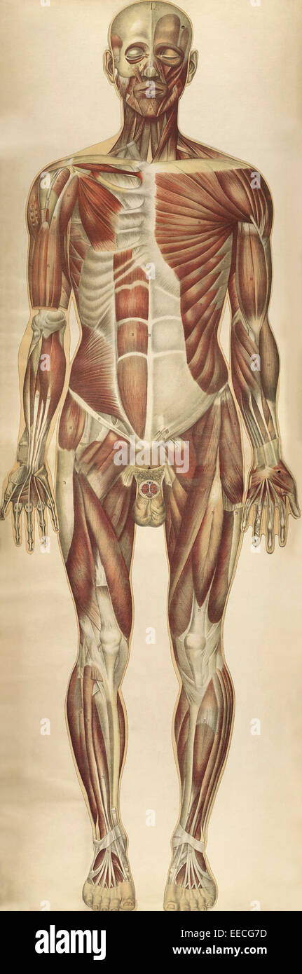 Der menschliche Körper mit überlagerten farbigen Tafeln von Julien Bougle, ca. 1899. Stockfoto