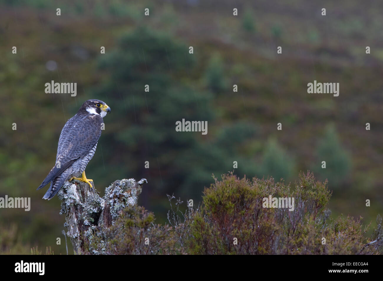 Peregrine Falcon Stockfoto