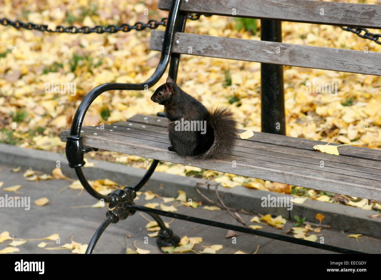 Ein Eichhörnchen im Central Park in New York City Stockfoto