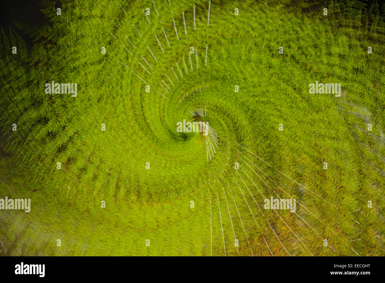 Farn, abstrakte Ansicht eines Farns mit Mehrfachbelichtungen, Nottinghamshire, Großbritannien Stockfoto