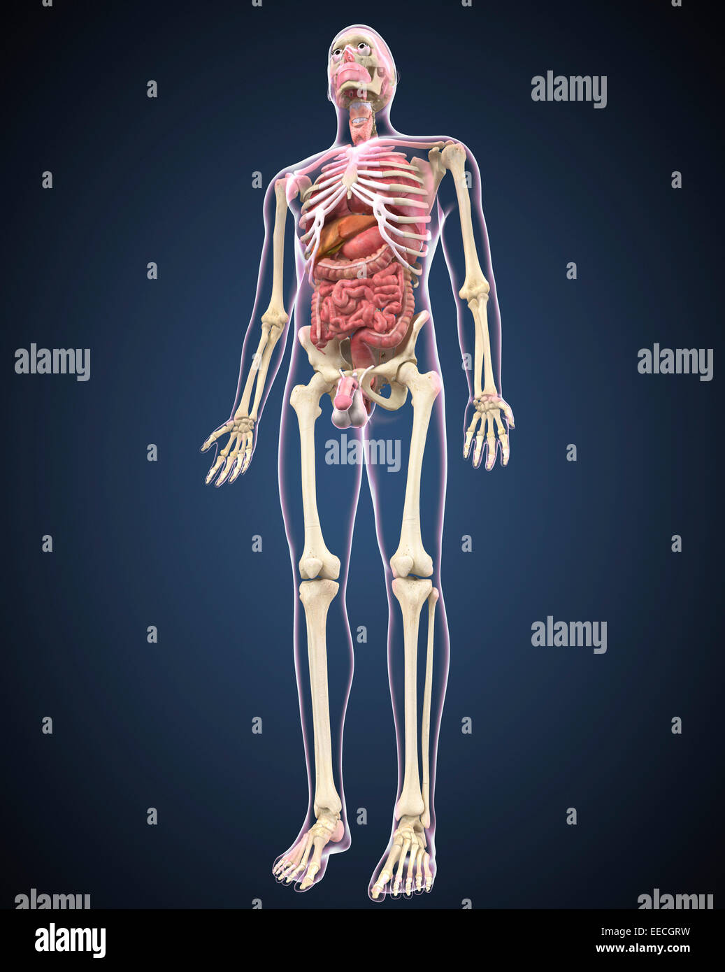 Voller Länge Ansicht des männlichen menschlichen Körpers mit Organen. Stockfoto