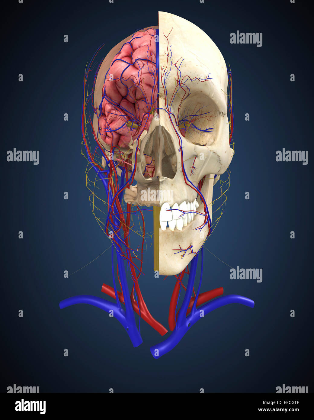 Menschlicher Schädel mit Gehirn und Herz-Kreislauf-System. Stockfoto