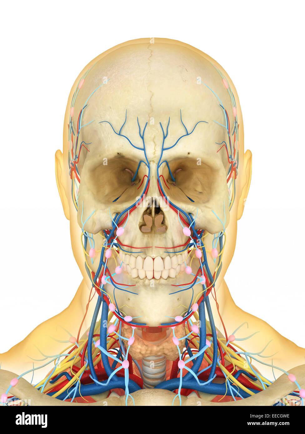 Menschlichen Gesicht und Hals-Bereich mit internen Kehle Teile, Nervensystem, Lymphsystem und Herz-Kreislauf-System. Stockfoto