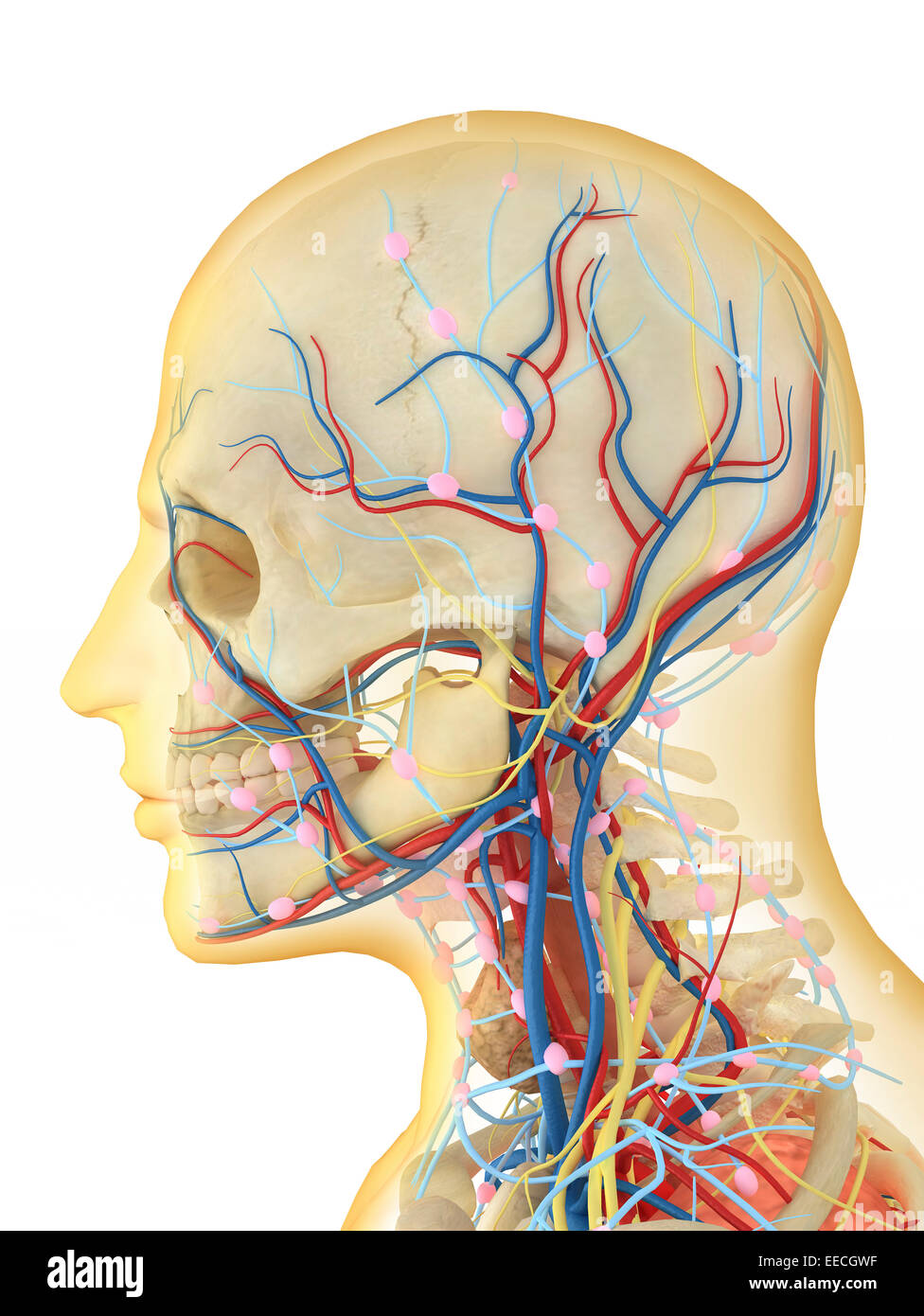 Menschlichen Gesicht und Hals-Bereich mit internen Kehle Teile, Nervensystem, Lymphsystem und Herz-Kreislauf-System. Stockfoto