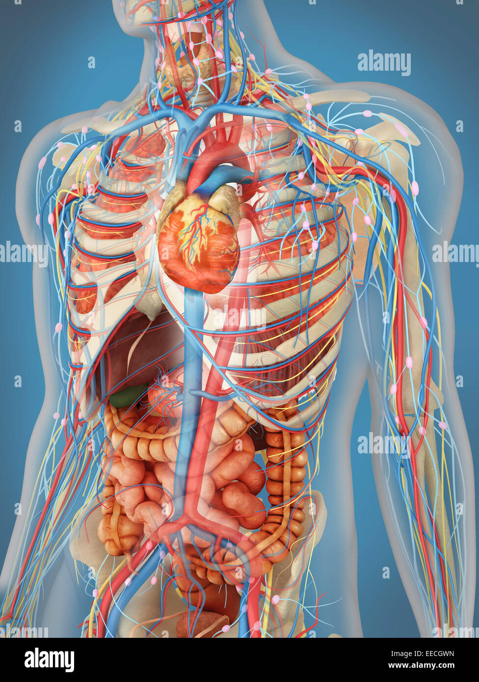 Transparente Körper zeigt Herz und Herz-Kreislauf-Hauptsystem Position mit inneren Organen, Nervensystem, Lymphsystem Stockfoto
