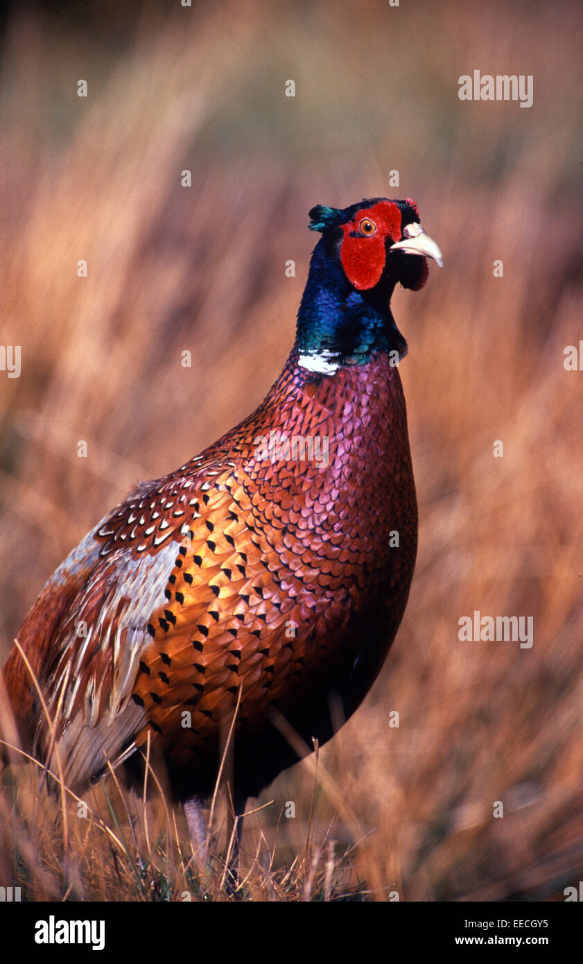 Fasan-männlich Stockfoto