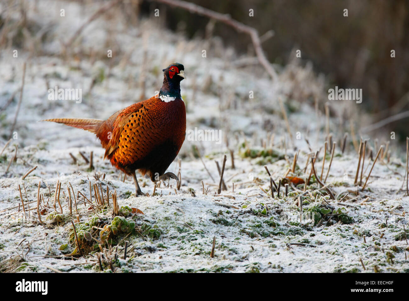 Fasan Stockfoto