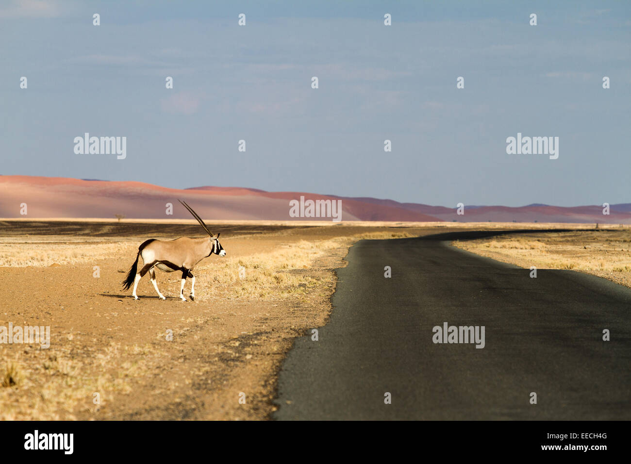 Oryx-Antilopen in der Sossusvlei-Wüste, Namibia Stockfoto