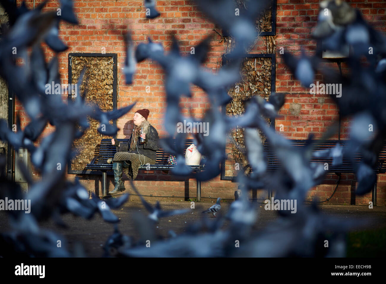 Dame saß auf öffentliche Bank als Tauben füttern streuen Manchester Levenshulme Stockfoto