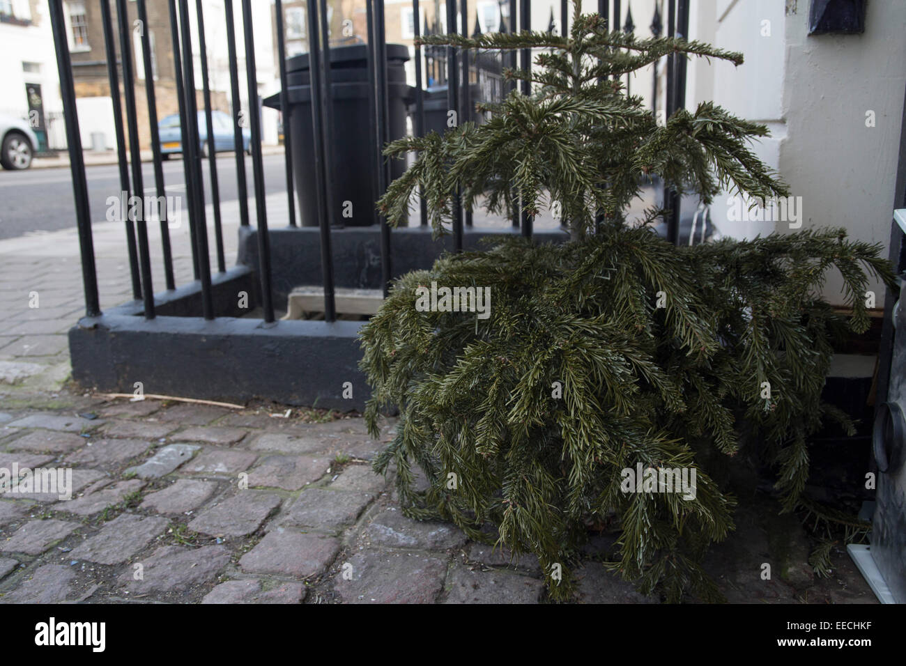 Weihnachtsbaum für die Müllmänner ausgelassen im Januar. Unerwünschten Müll. Januar Blues. Weihnachten ist vorbei. Abfälle Stockfoto