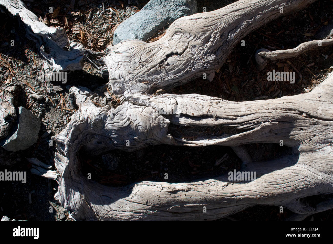Verzerrte Baumwurzeln am Schloss See nördlichen Kalifornien USA Stockfoto
