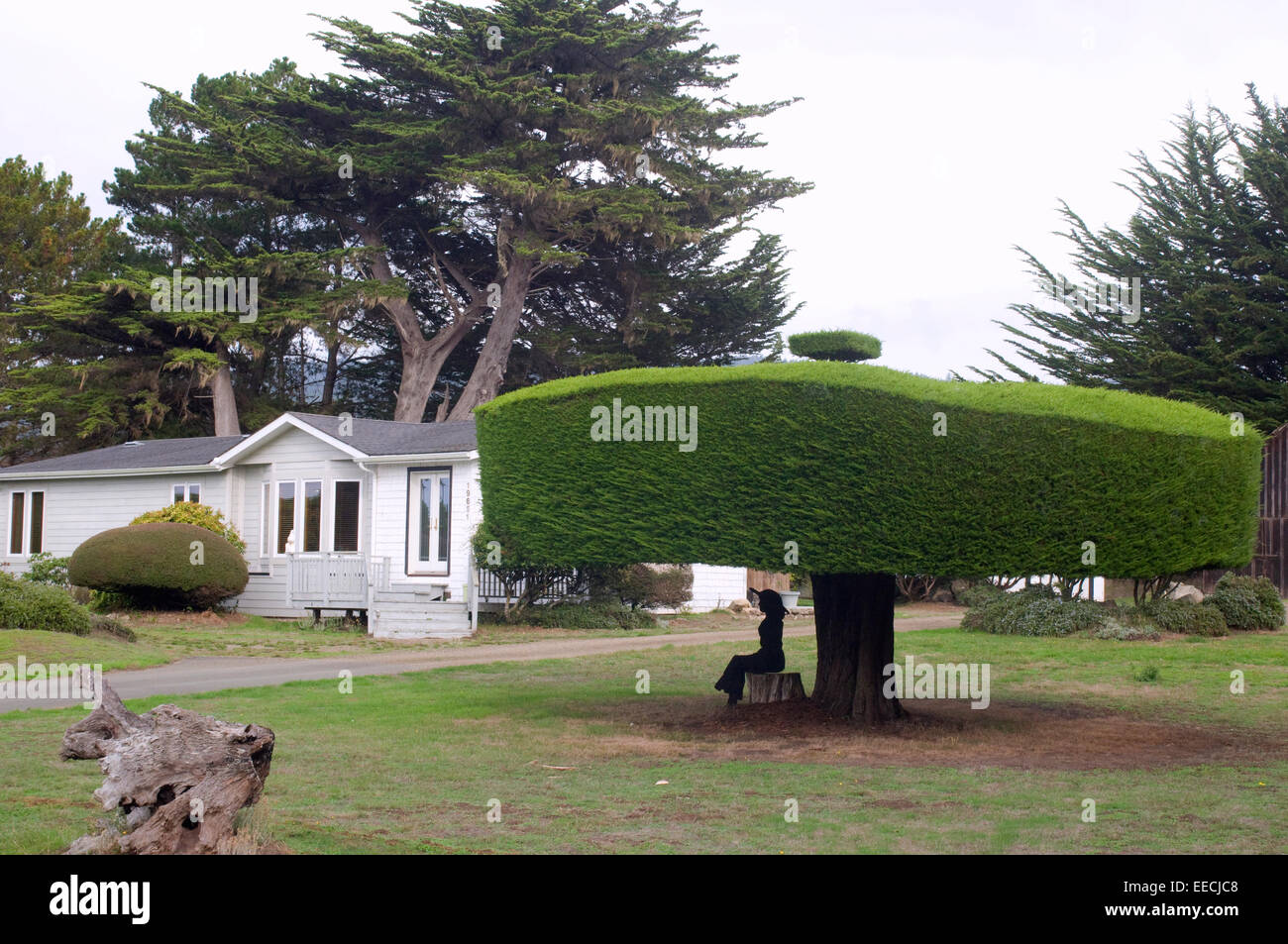 Formschnitt immergrüne Leylandii mit Metall Skulptur der alten Frau saß unter Kalifornien USA Stockfoto