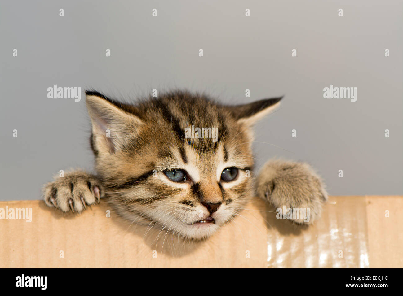 Tabby Kätzchen spielen in einem Karton, UK. Stockfoto