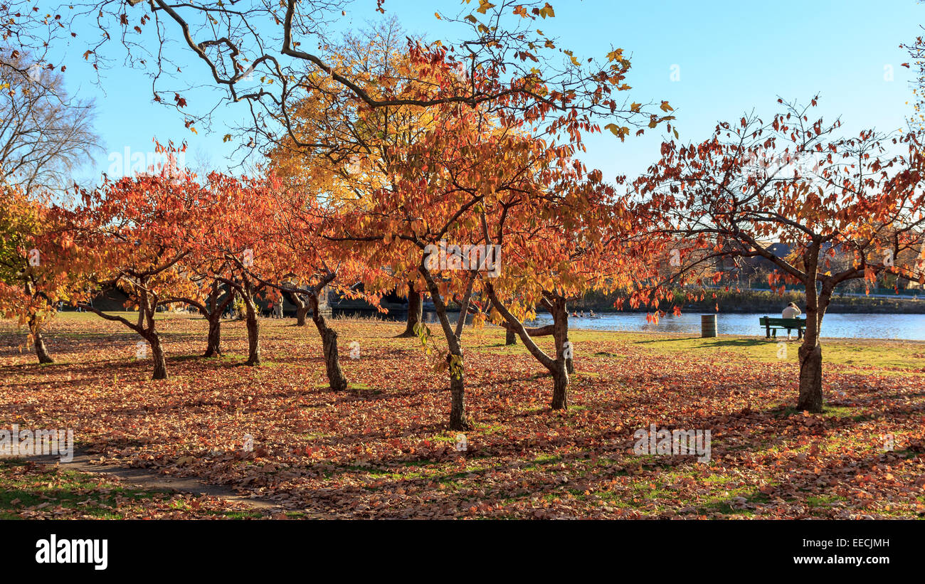 Bunte Herbst-Bäume am Ufer des Charles River am Campus der Harvard Universität in Cambridge, MA, USA. Stockfoto