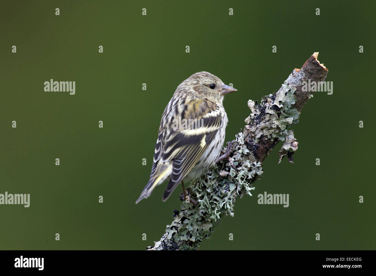 Erlenzeisig thront Stockfoto