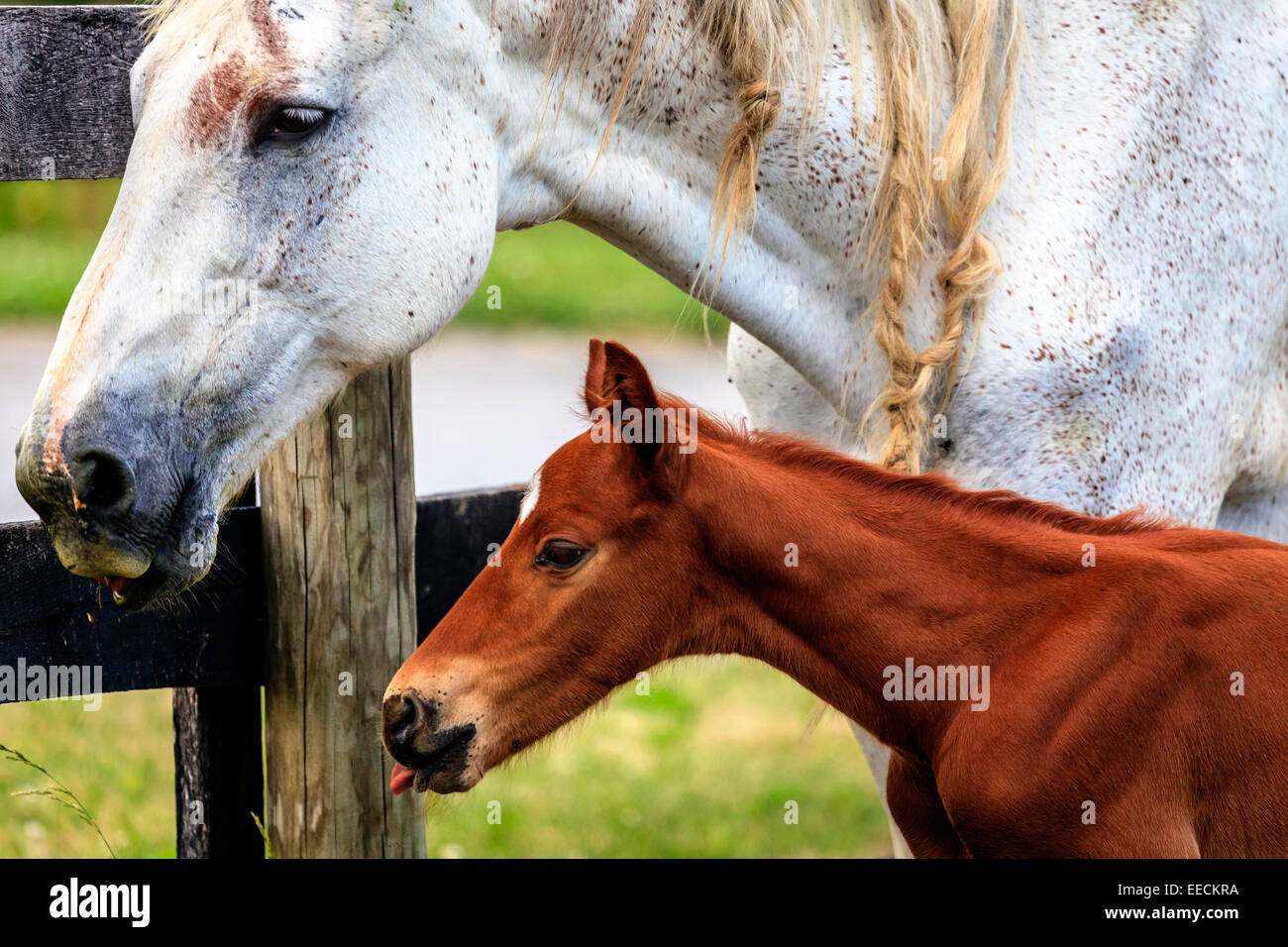 Closeup Portrait einer Stute und ihr Baby-colt Stockfoto