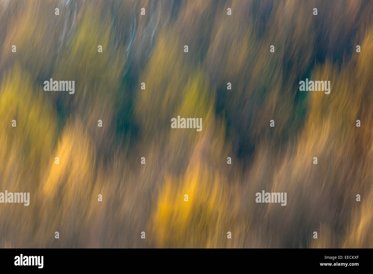 Lärchen in unterschiedlichsten Schattierungen von Herbst Farbe in den Brecon Beacons, Wales, UK Stockfoto