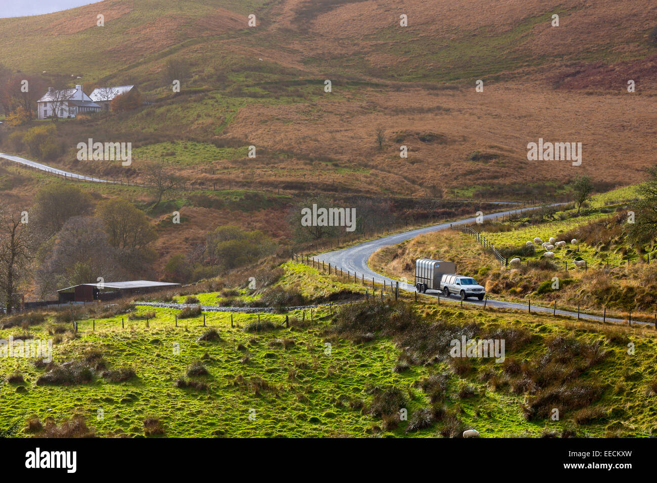 Limousine, die Transport von Vieh durch Abschleppen Anhänger durch die Brecon Beacons in Wales, UK Stockfoto