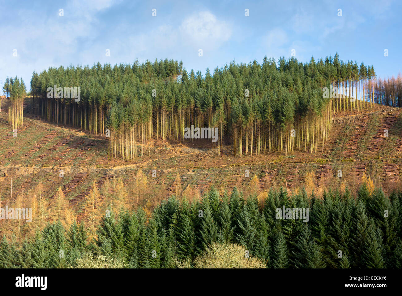 Bäume Europäische Lärche, Larix Decidua in Herbstfarben im Nadelwald-Plantage für die Protokollierung von Holzproduktion angebaut Stockfoto