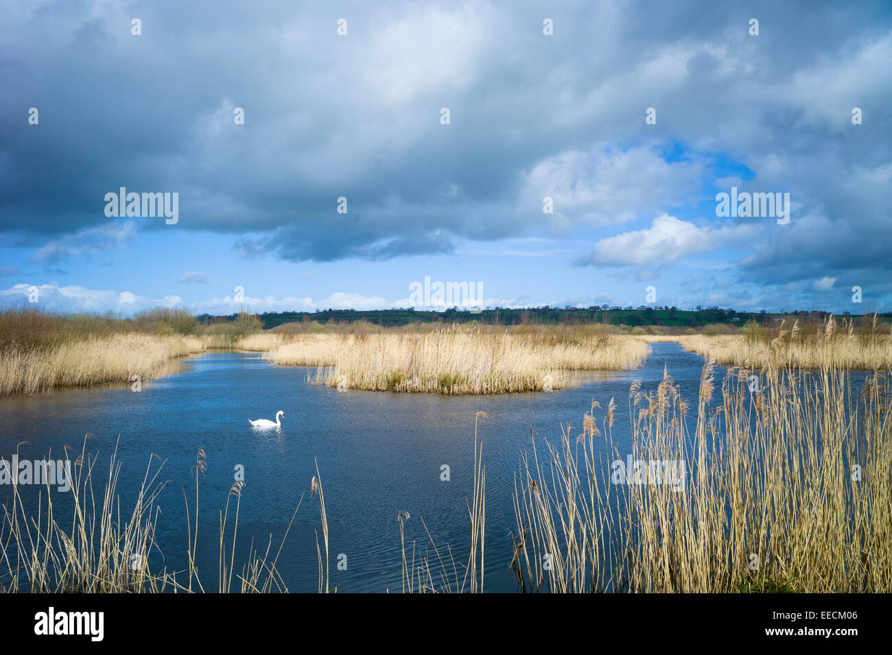 Höckerschwan Cygnus Olor, Schilf in Schilfbeetes und Sümpfe in der Somerset Levels Nature Reserve, England, UK Stockfoto