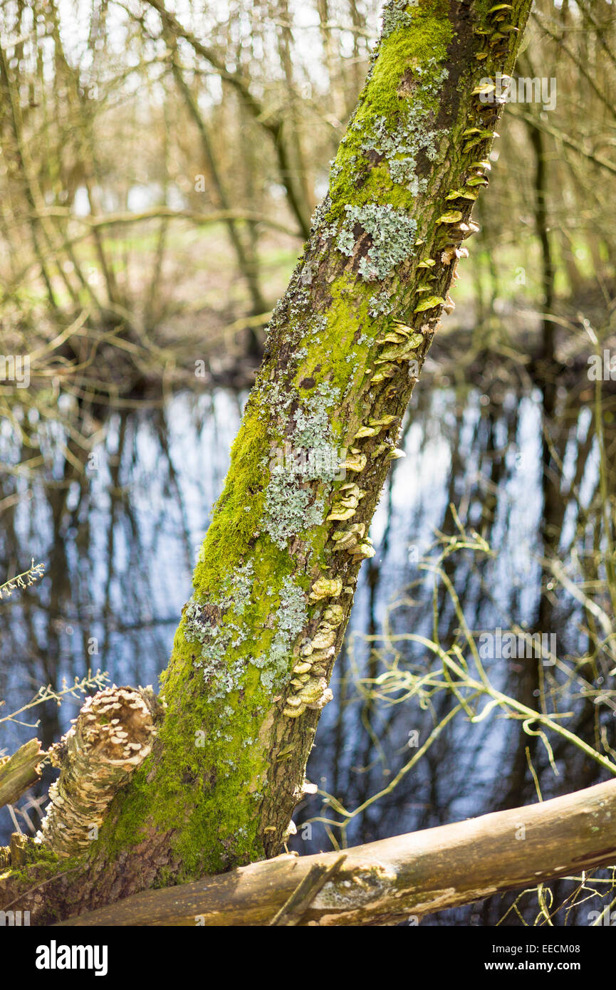 Pilze, Moos und Flechten wachsen auf Baumstamm im feuchten, dunklen Teil der Somerset Levels Nature Reserve in England, UK Stockfoto
