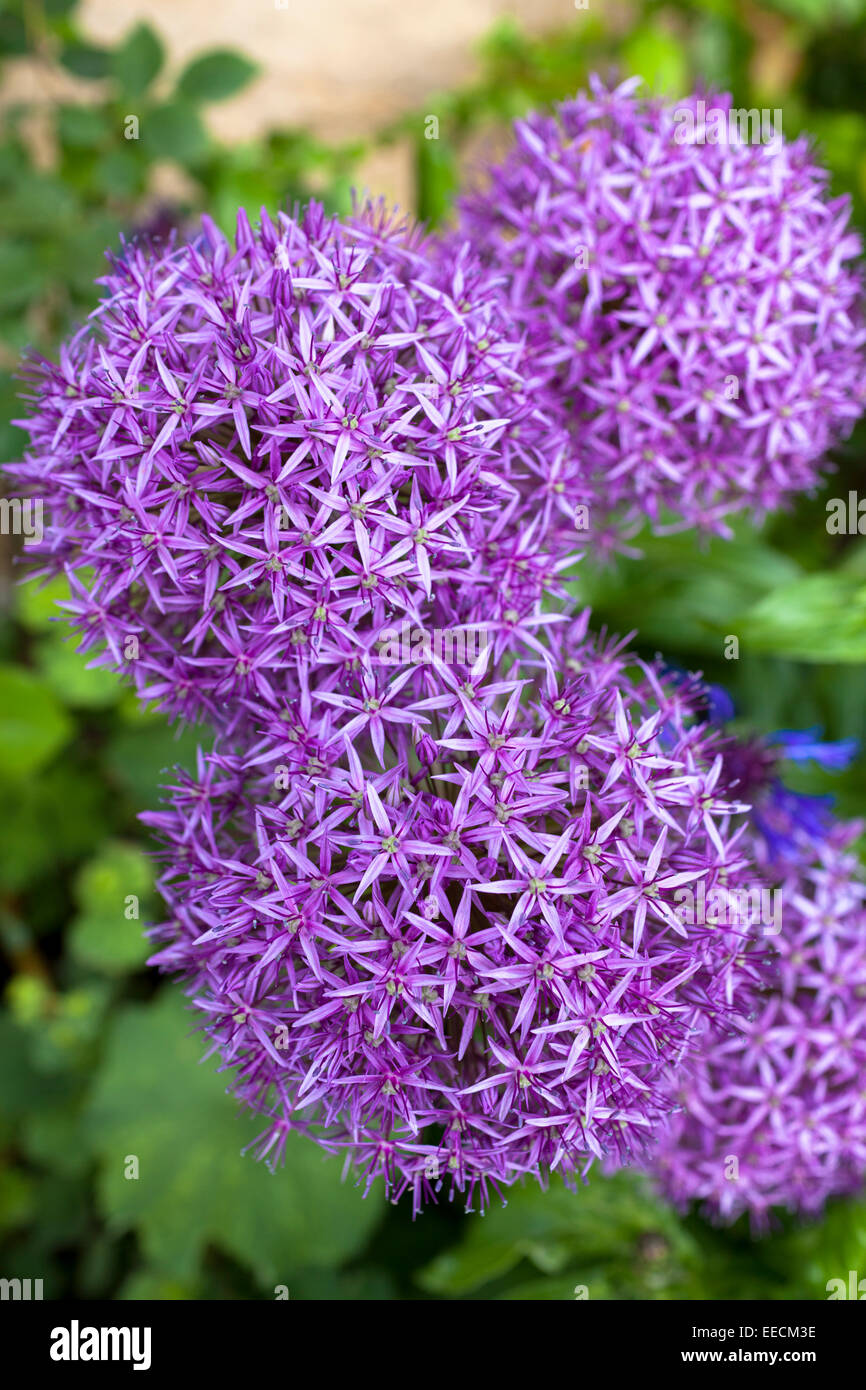 Lila Allium Globemaster Pflanze bildet Blütenstand als spikey große Globen in voller Blüte im Sommer in Gloucestershire, Großbritannien Stockfoto