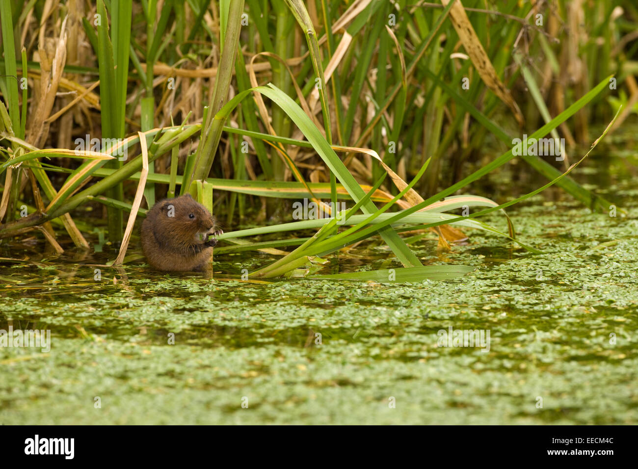 Eine Schermaus Essen auf der Stockfoto