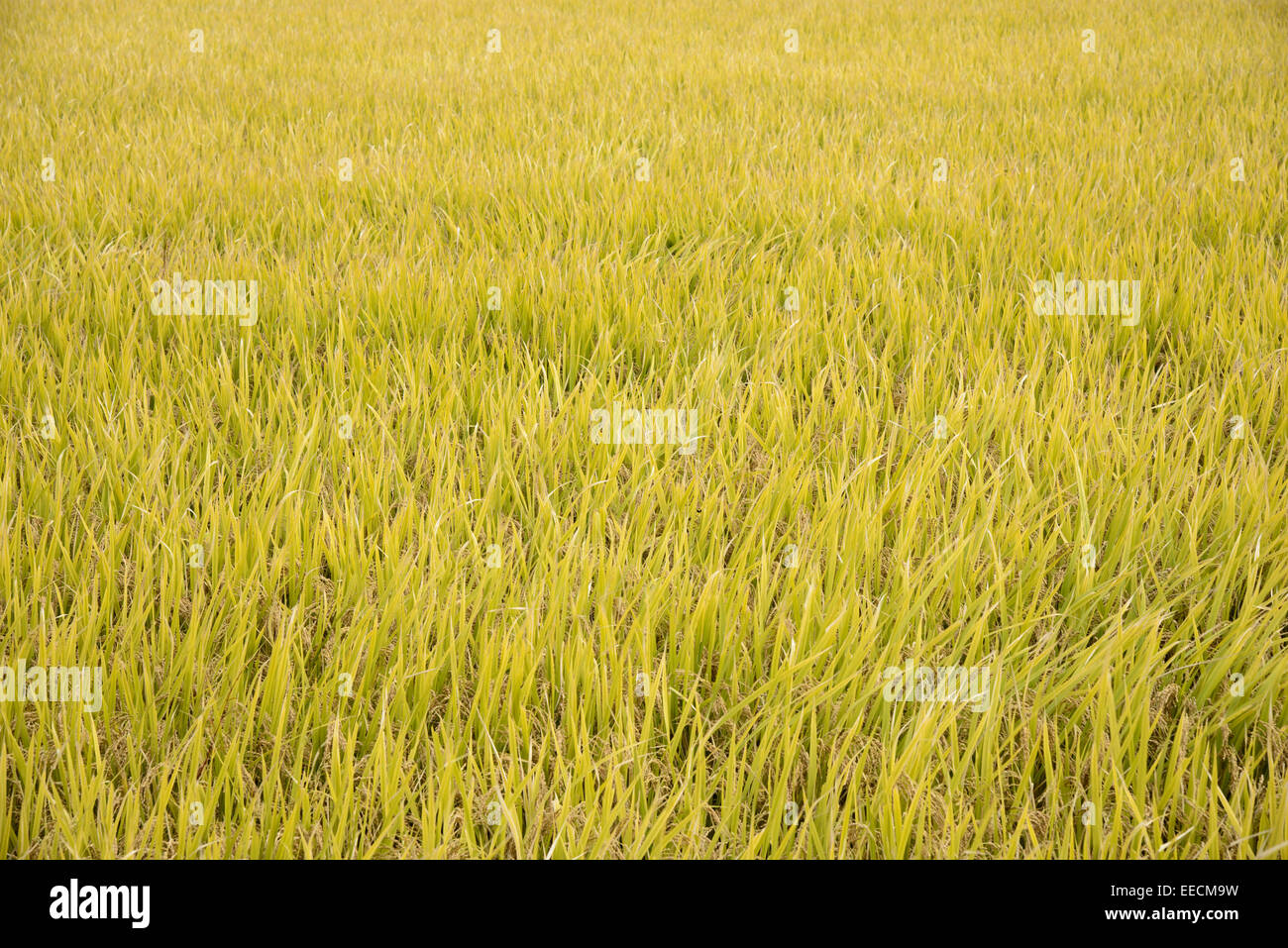 Ansicht der vollen Reifen golden Reisfeld im Herbst Stockfoto