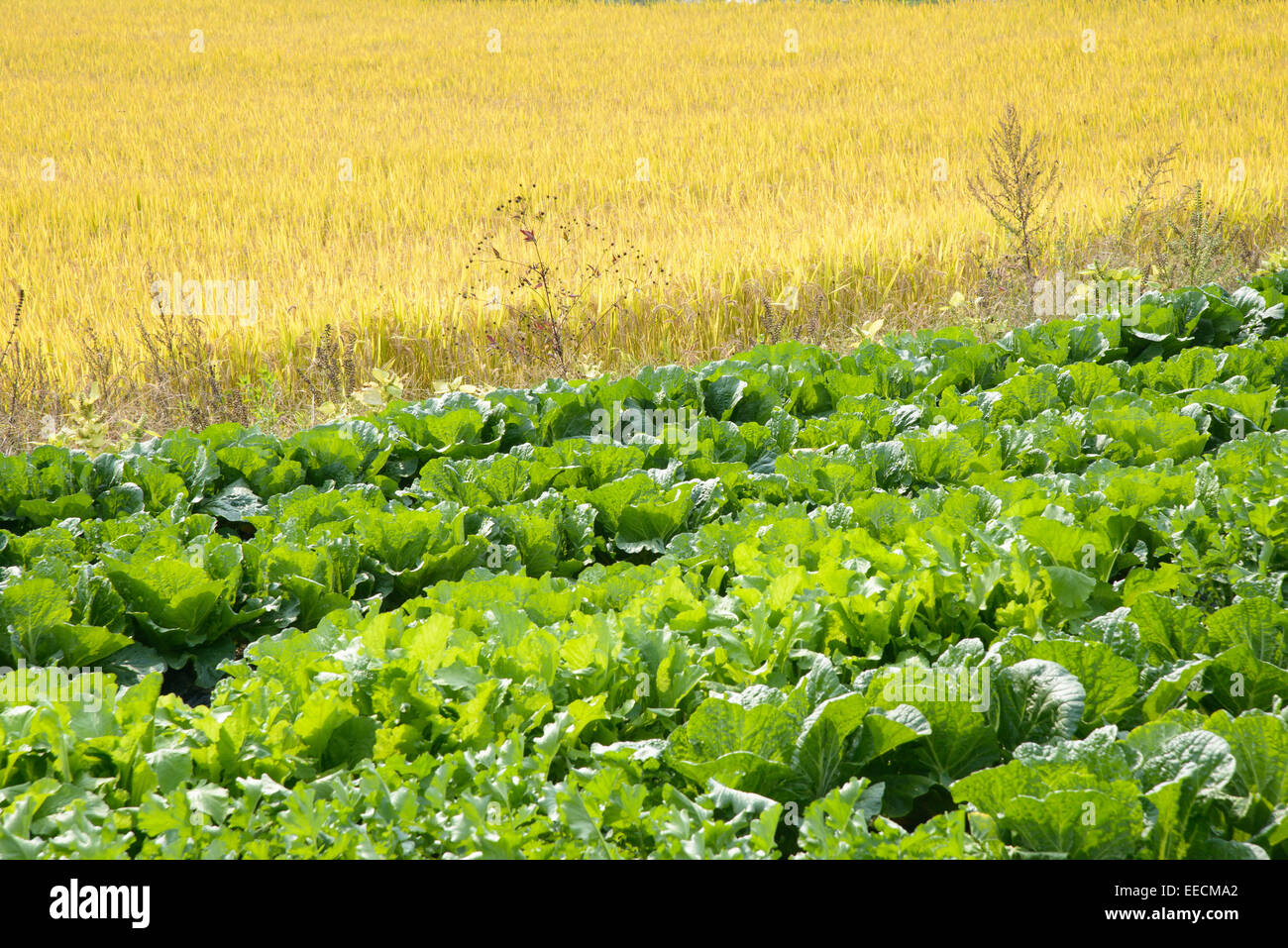 Reife Reis und Chinakohl Feld im Herbst Stockfoto