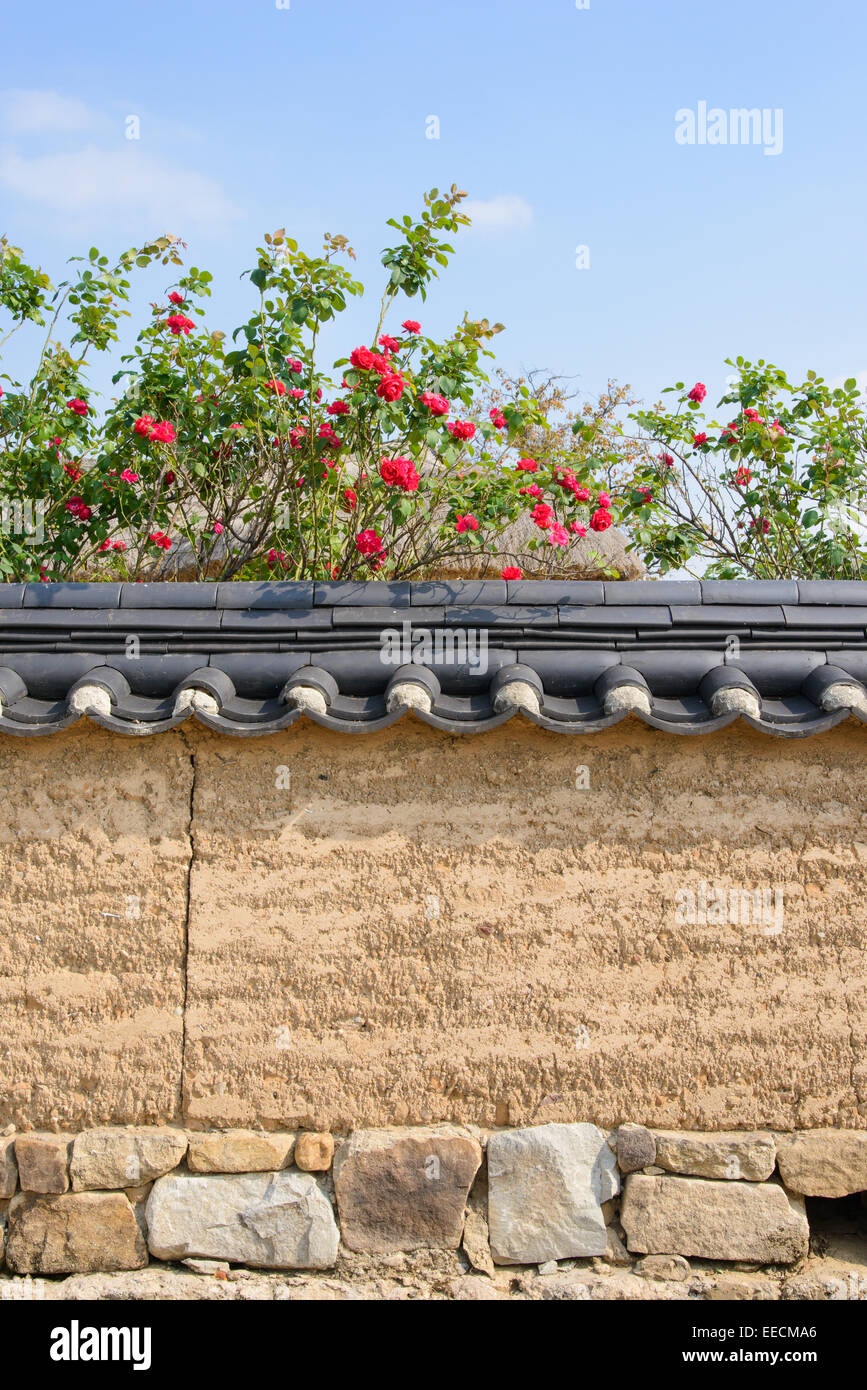 koreanische traditionelle Dach Wand mit roter Rose in gefliest Sonnentag Stockfoto