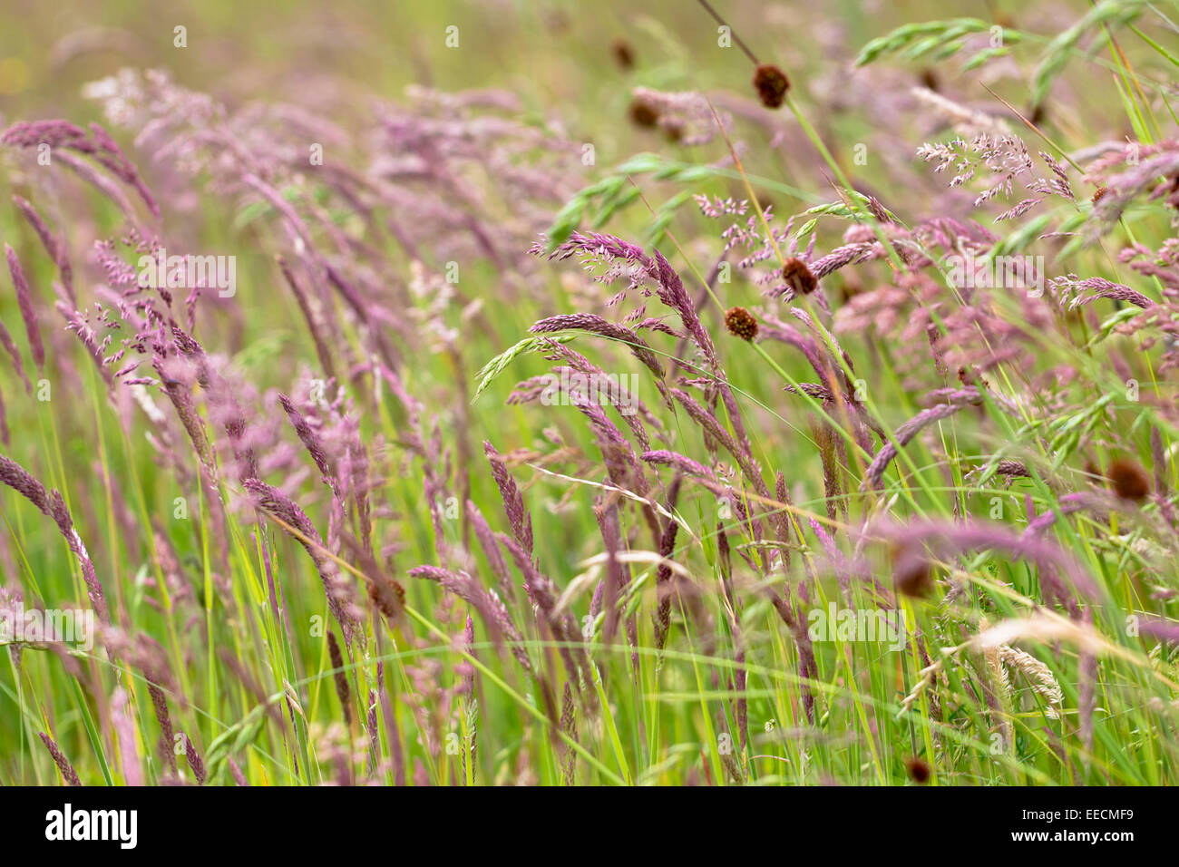 Wilde Ziergräser in Wildblumen Wiese Grasland Feld in Gloucestershire, Großbritannien Stockfoto