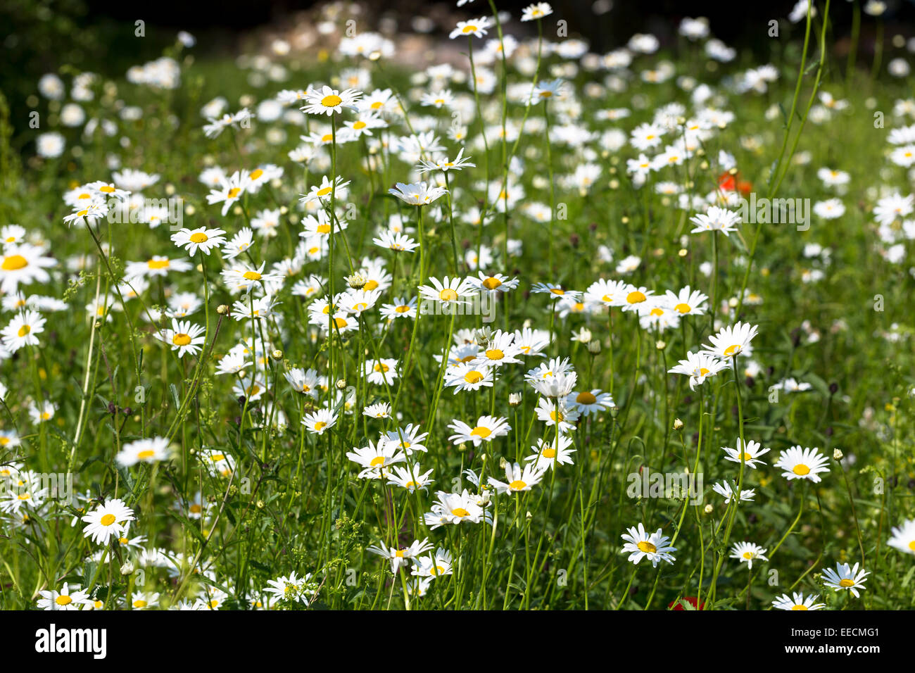 Oxeye Gänseblümchen, Leucanthemum Vulgare, Stauden in Wildblumen Wiese Grasland Feld im Vereinigten Königreich Stockfoto