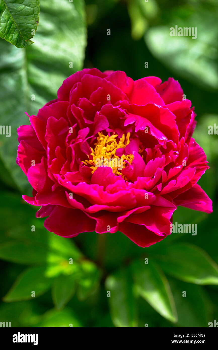 Blume Dahlie, Dahlia Hortensis, in voller Blüte rosa Blüten mit gelben Staubgefäßen im Sommer, UK Stockfoto